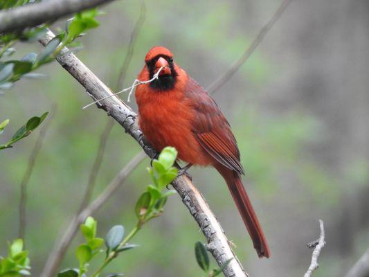 Cardinal