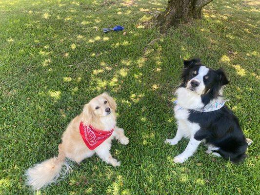 Another pic of Luna and sonny so happy after a week long stay at heavenly pet resort.