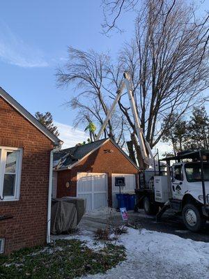 Expert Tree Service