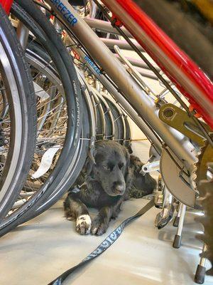 The shop dog Bear find a place for a nap.