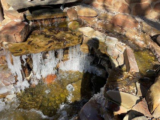 The pond froze over. The fish survived.