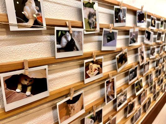 Cat wall of frames