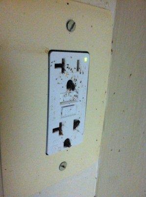 Roaches in a electric outlet