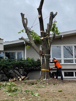 Removing a large Maple that fell on a house during a storm