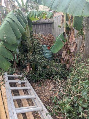 Banana trees covered by limbs and damage