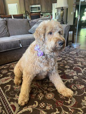 Cute little bow with her fresh blow out.