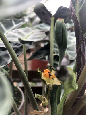 Flowering/Pollinated seeds in healthy houseplants