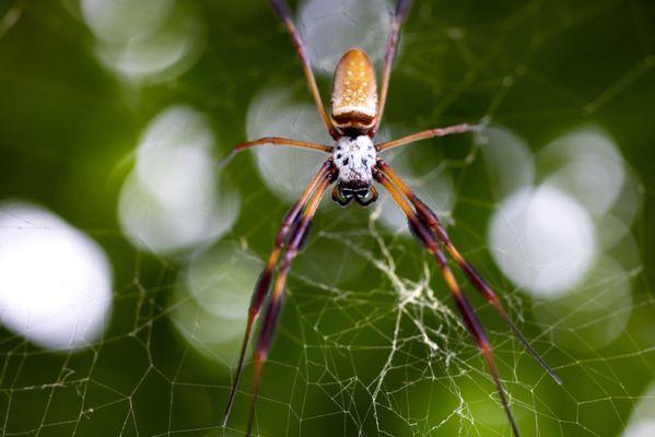 Female Golden Silk Orb Weaver - named for the gold color of their silk