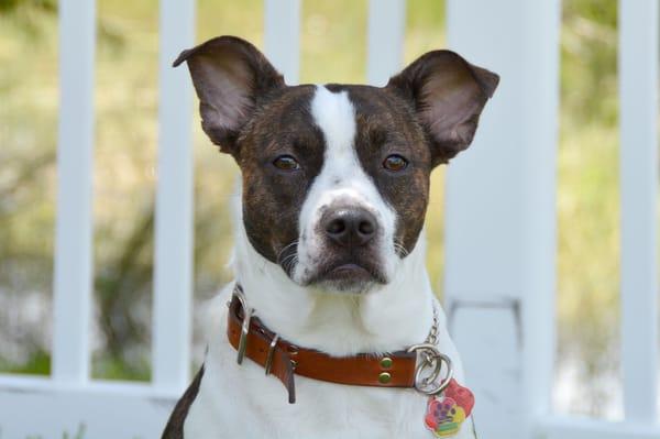 Bark Busters Home Dog Training of Fort Myers