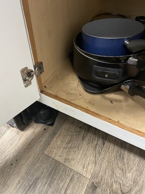 Roaches in cabinets