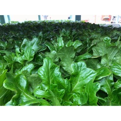 Head lettuce growing in our Aquaponic system.