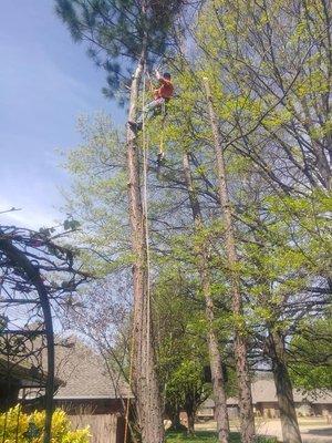 Removing 30 ft tall pine trees from over a house