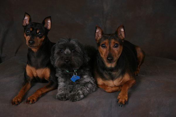 Pet Grooming & Photography