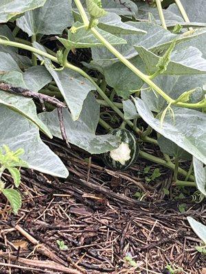 I had interrupted someone's snack on a Buffalo Gourd