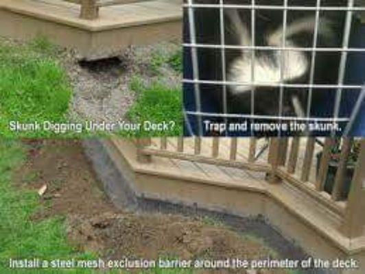 We do Rodent /Animal exclusions for your deck or porch! Call 973 -223-3709 and (908) 405-2059 TODAY!