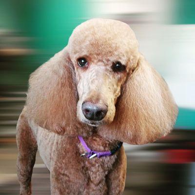 Standard poodle