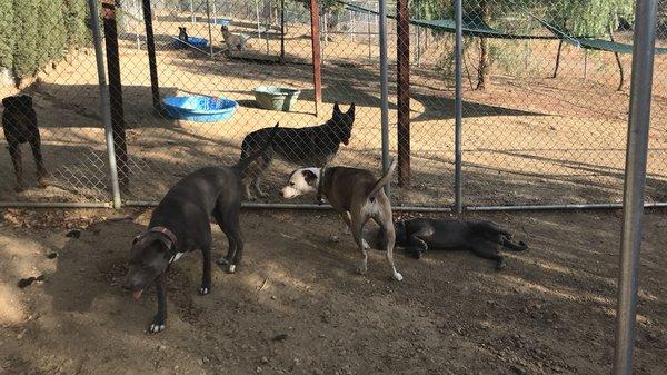 Max, Mollie, And Mia