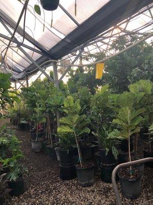 One of the many paths through the green house