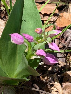 Wild flower - Mayo River State Park