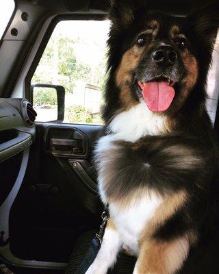 Bear on the way home from his favorite place!