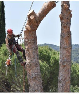 Bloom Tree Trimming Service