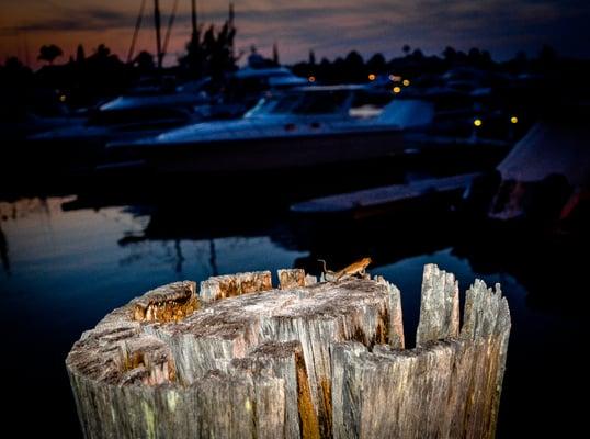 Decaying pilings on docks!