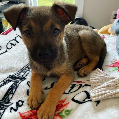 My 8 week old puppy Loki!