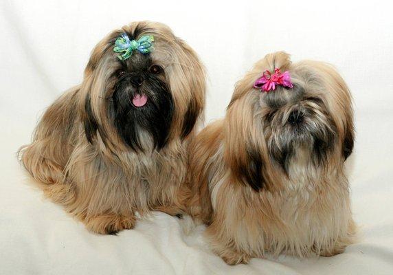 Long coat....shih tzu's