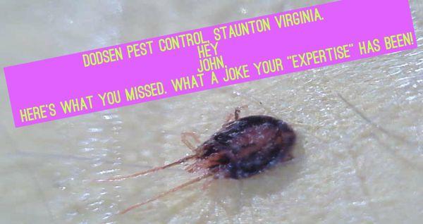 Bird Mite. Magnified. Parasitic blood meal taking pests. Staunton Virginia