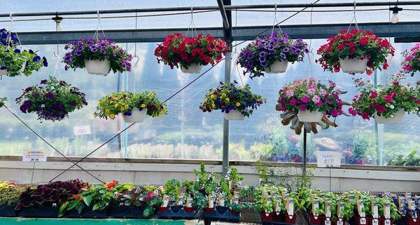 Hanging baskets