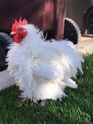 White frizzle bantam Cochin rooster