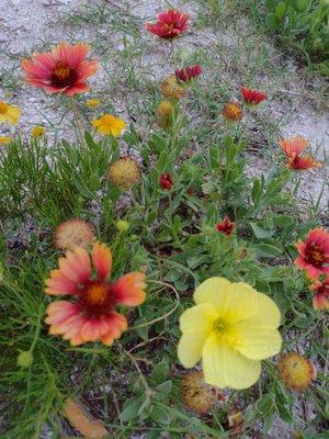 A few wild flowers