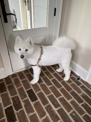 This is what he looked like after his grooming when they used clippers to cut his hair down almost to the skin.