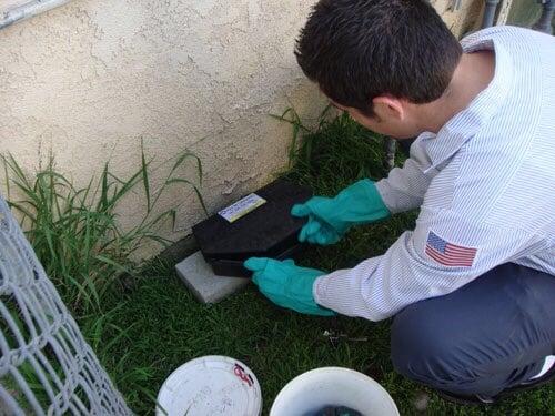 Technician checking bait boxes for rodent control.