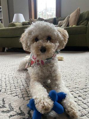 Maggie with her bandana and new toy, which she is now obsessed with.