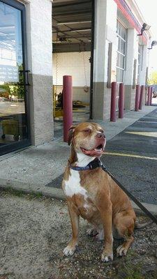 Spike, #1 Jiffy Lube dog!  #jiffylube #romeoville