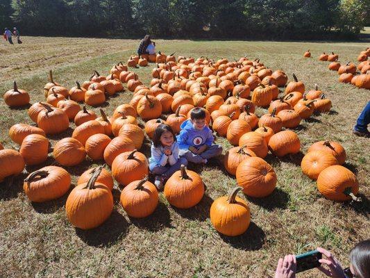 Pumpkin patch