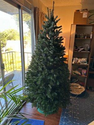 Six foot Noble Fir Christmas tree.