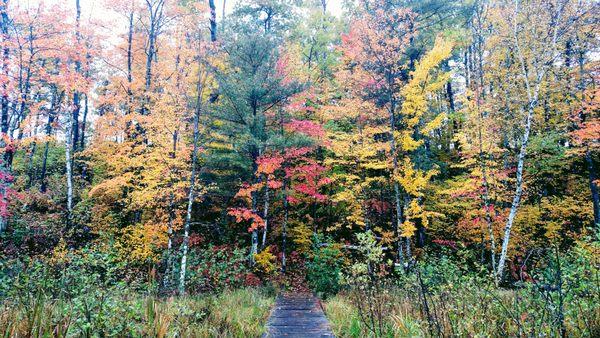 An autumn day at the Bog boardwalk. Photo taken by L. Ward.