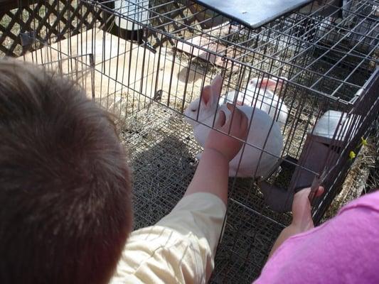 Super soft rabbits at the petting zoo