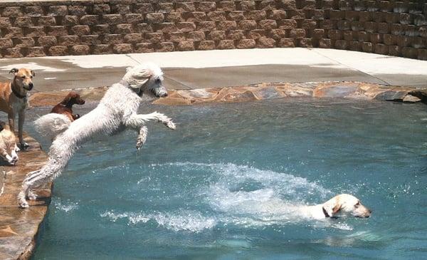 Buck dives into the pool