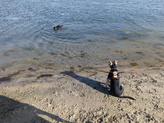 New pup watching in amazement as our other Dog swims out to retrieve the ball.