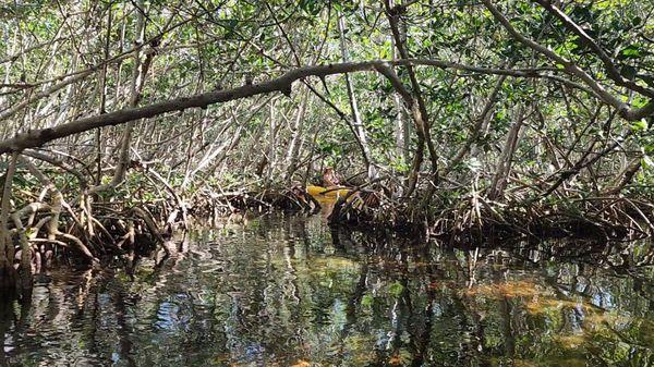 Mangrove tunnel