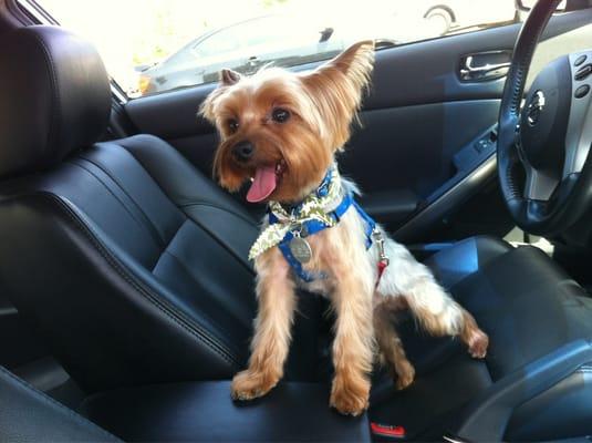 Ninja got a major hair cut! No long hair for this Yorkie!