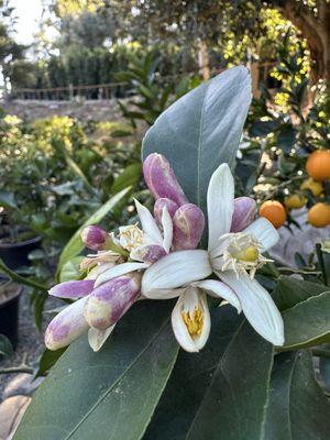 Meyer Lemon Tree