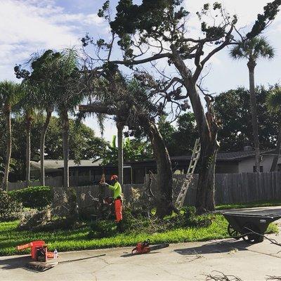 Large tree removal