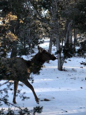 Elk walking along the back side of the lodge.