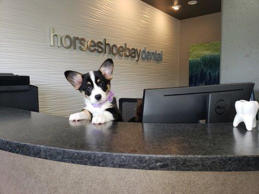 Whoopie our new front desk greeter