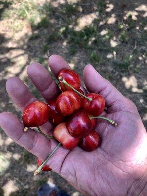 Rainiers so ripened they are red