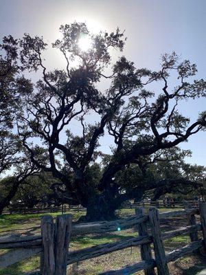 Big Tree 2 miles away from property